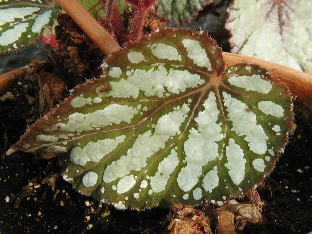 B. ‘Bertha McGregor’